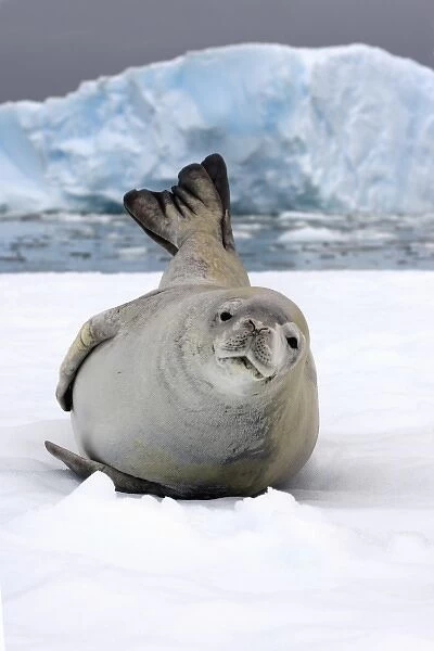 crabeater seal, Lobodon carcinophaga, resting on a saltwater pan of sea ice, off