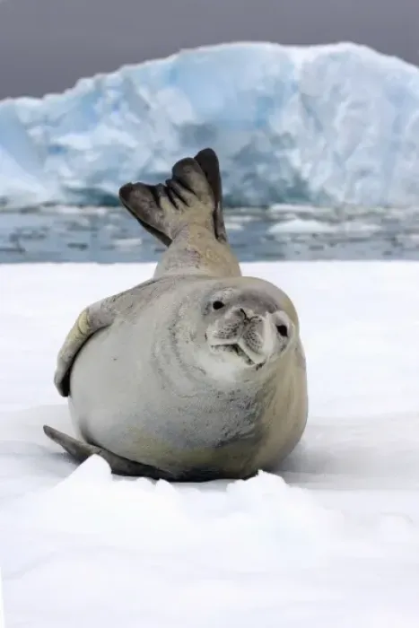 Framed Print : crabeater seal, Lobodon carcinophaga, resting on a saltwater pan of sea ice, off Framed Print : crabeater seal, Lobodon carcinophaga, resting on a saltwater pan of sea ice, off