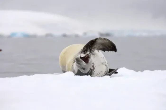 Framed Print : crabeater seal, Lobodon carcinophaga, resting on a saltwater pan of sea ice, off