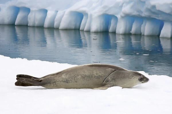 crabeater seal, Lobodon carcinophaga, resting on a saltwater pan of sea ice, off