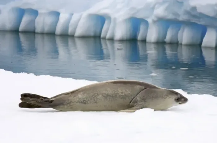 Framed Print : crabeater seal, Lobodon carcinophaga, resting on a saltwater pan of sea ice, off
