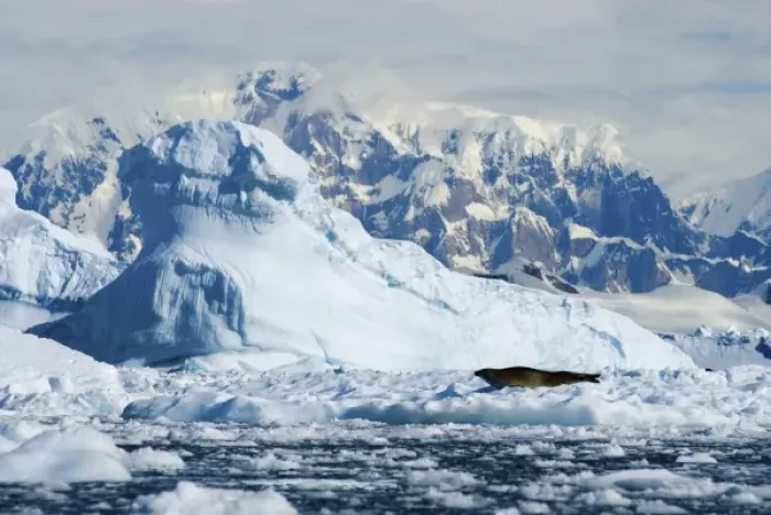 Framed Print : crabeater seal, Lobodon carcinophaga, resting on glacial ice along the western Antarctic Peninsula Framed Print : crabeater seal, Lobodon carcinophaga, resting on glacial ice along the western Antarctic Peninsula
