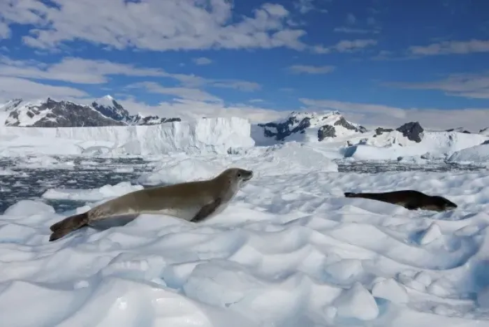 Framed Print : crabeater seal, Lobodon carcinophaga, resting on glacial ice along the western Antarctic Peninsula Framed Print : crabeater seal, Lobodon carcinophaga, resting on glacial ice along the western Antarctic Peninsula