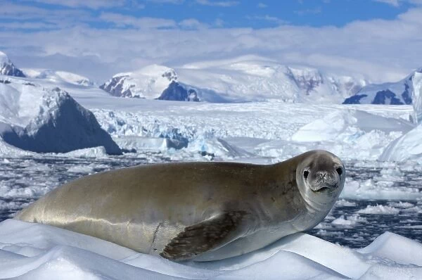 crabeater seal, Lobodon carcinophaga, resting on glacial ice along the western Antarctic Peninsula