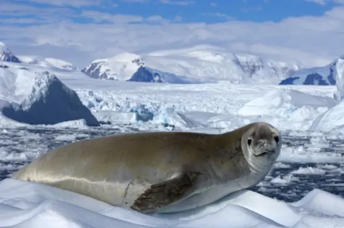 Framed Print : crabeater seal, Lobodon carcinophaga, resting on glacial ice along the western Antarctic Peninsula Framed Print : crabeater seal, Lobodon carcinophaga, resting on glacial ice along the western Antarctic Peninsula