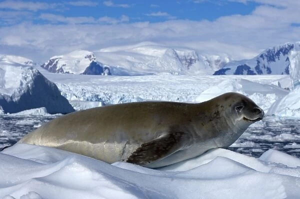 crabeater seal, Lobodon carcinophaga, resting on glacial ice along the western Antarctic Peninsula