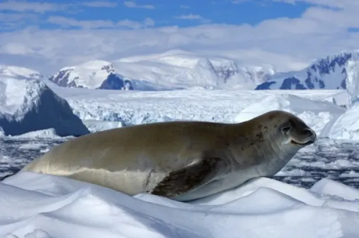 Framed Print : crabeater seal, Lobodon carcinophaga, resting on glacial ice along the western Antarctic Peninsula Framed Print : crabeater seal, Lobodon carcinophaga, resting on glacial ice along the western Antarctic Peninsula