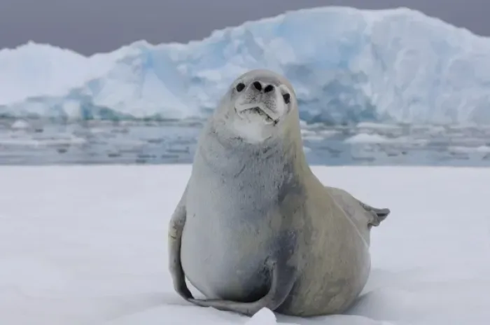 Framed Print : crabeater seal, Lobodon carcinophaga, resting on a saltwater pan of sea ice, off