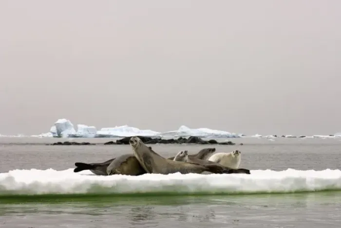Framed Print : crabeater seal, Lobodon carcinophaga, group resting on glacial ice along the western