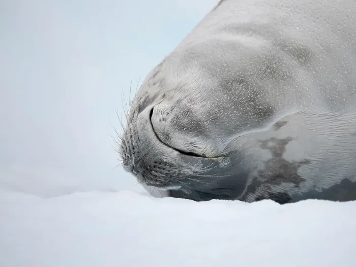Framed Print : Crabeater Seal, resting on ice floe. Antarctica, Antarctic Peninsula, Detaille Island Framed Print : Crabeater Seal, resting on ice floe. Antarctica, Antarctic Peninsula, Detaille Island