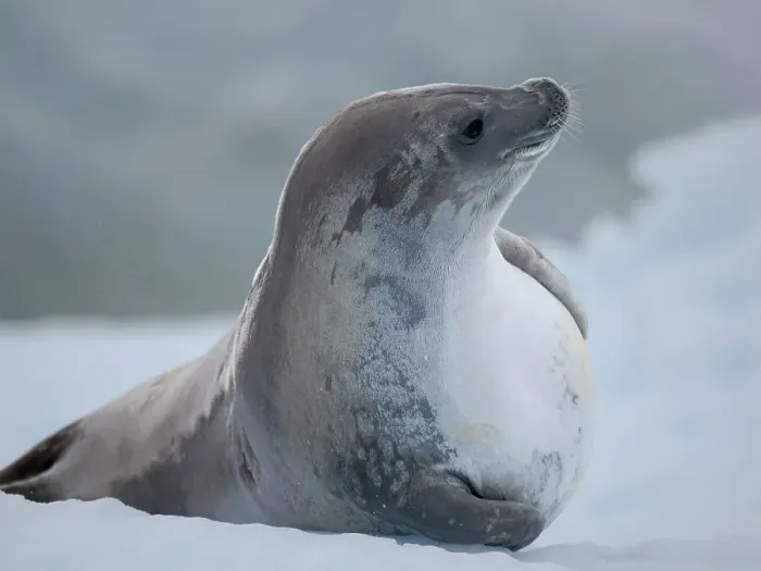 Framed Print : Crabeater Seal, resting on ice floe. Antarctica, Antarctic Peninsula, Detaille Island