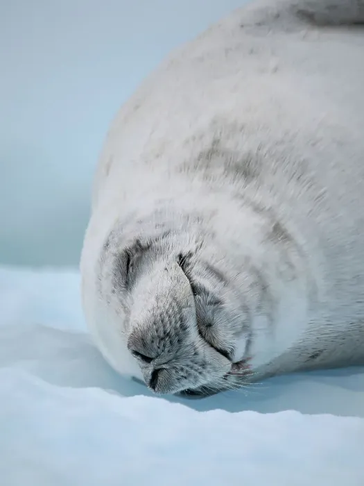 Framed Print : Crabeater Seal, resting on ice floe. Antarctica, Antarctic Peninsula, Detaille Island Framed Print : Crabeater Seal, resting on ice floe. Antarctica, Antarctic Peninsula, Detaille Island