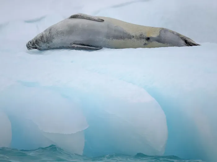 Framed Print : Crabeater Seal, resting on ice floe. Antarctica, Antarctic Peninsula, Detaille Island
