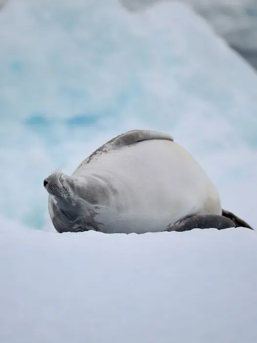 Framed Print : Crabeater Seal, resting on ice floe. Antarctica, Antarctic Peninsula, Detaille Island Framed Print : Crabeater Seal, resting on ice floe. Antarctica, Antarctic Peninsula, Detaille Island