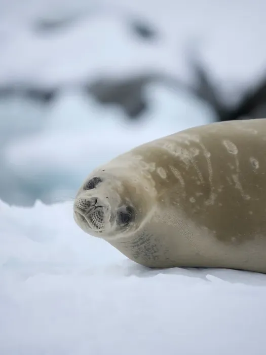 Framed Print : Crabeater seal resting on an ice floe, Antarctic Peninsula, Portal Point Framed Print : Crabeater seal resting on an ice floe, Antarctic Peninsula, Portal Point