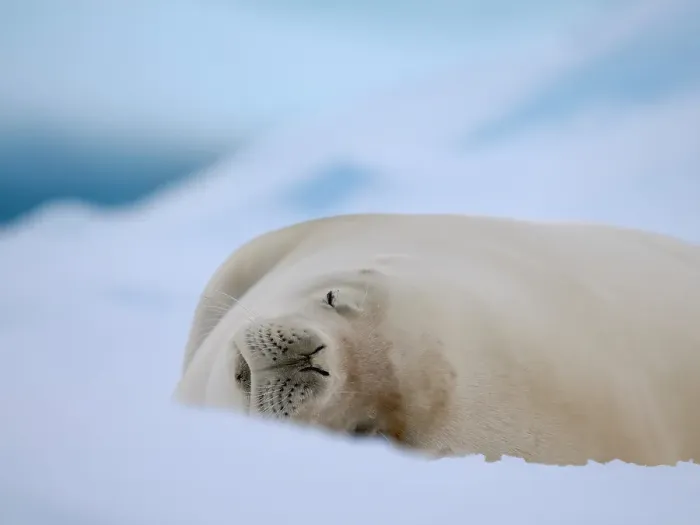 Framed Print : Crabeater seal resting on an ice floe, Antarctic Peninsula, Portal Point
