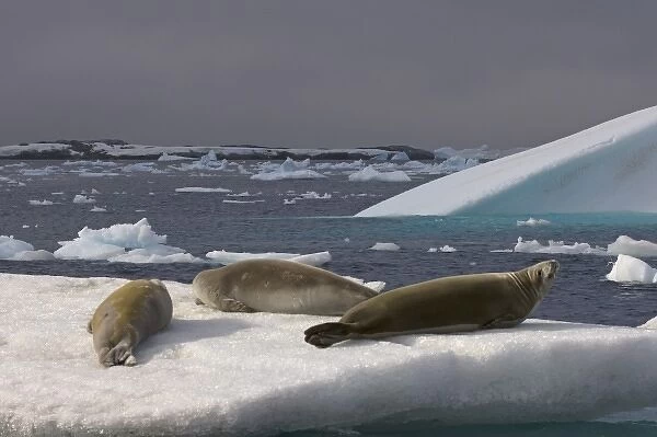 crabeater seals, Lobodon carcinophaga, resting on glacial ice along the western Antarctic Peninsula