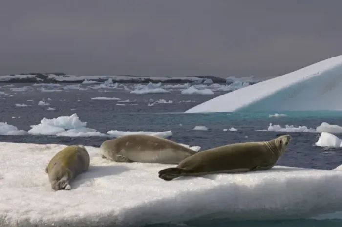 Framed Print : crabeater seals, Lobodon carcinophaga, resting on glacial ice along the western Antarctic Peninsula Framed Print : crabeater seals, Lobodon carcinophaga, resting on glacial ice along the western Antarctic Peninsula
