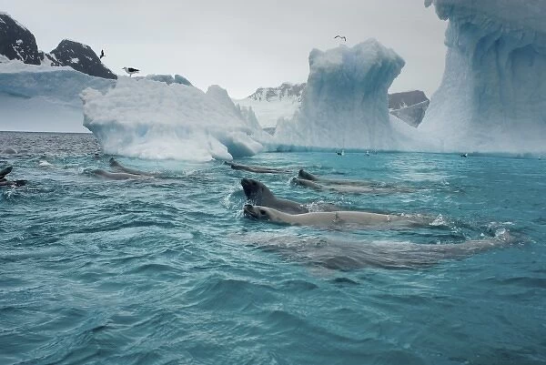crabeater seals, Lobodon carcinophaga, feeding on a school of krill in waters off