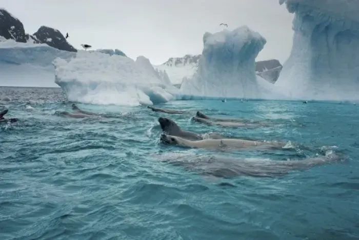 Framed Print : crabeater seals, Lobodon carcinophaga, feeding on a school of krill in waters off