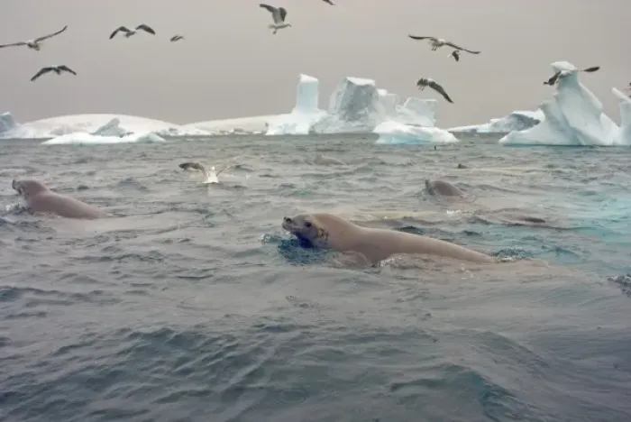 Framed Print : crabeater seals, Lobodon carcinophaga, and seagulls feeding on a school of krill
