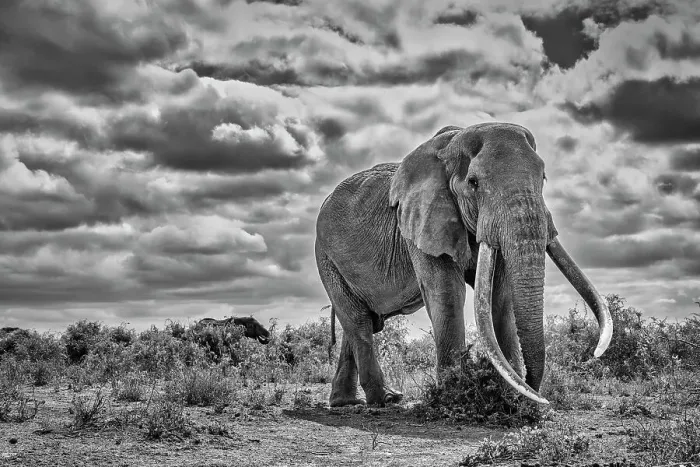 Framed Print : Craig the Elephant, largest Amboseli elephant, Amboseli National Park, Africa Framed Print : Craig the Elephant, largest Amboseli elephant, Amboseli National Park, Africa