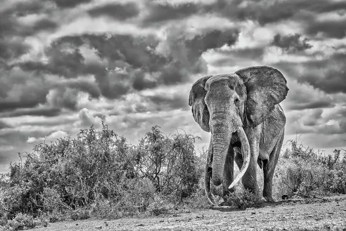 Framed Print : Craig the Elephant, largest Amboseli elephant, Amboseli National Park, Africa Framed Print : Craig the Elephant, largest Amboseli elephant, Amboseli National Park, Africa