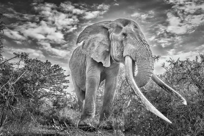 Framed Print : Craig the Elephant, largest Amboseli elephant, Amboseli National Park, Africa Framed Print : Craig the Elephant, largest Amboseli elephant, Amboseli National Park, Africa