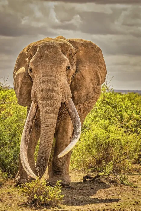 Framed Print : Craig the Elephant, largest Amboseli elephant, Amboseli National Park, Africa Framed Print : Craig the Elephant, largest Amboseli elephant, Amboseli National Park, Africa