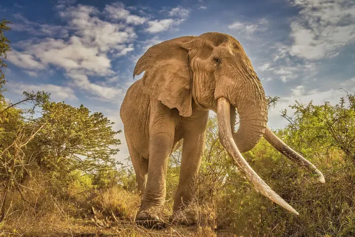 Framed Print : Craig the Elephant, largest Amboseli elephant, Amboseli National Park, Africa Framed Print : Craig the Elephant, largest Amboseli elephant, Amboseli National Park, Africa