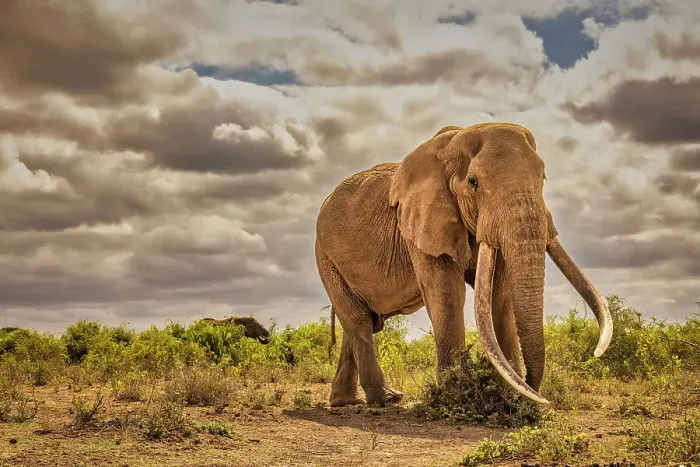 Framed Print : Craig the Elephant, largest Amboseli elephant, Amboseli National Park, Africa