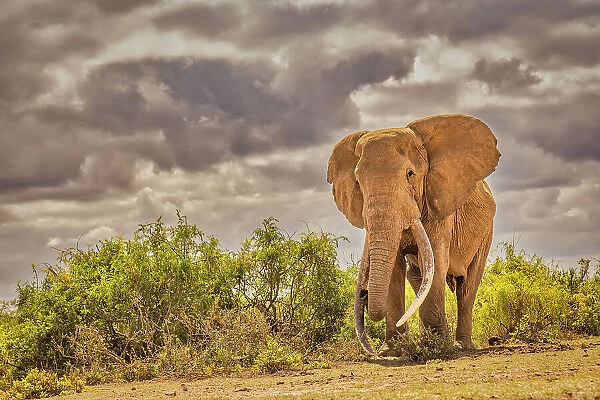Craig the Elephant, largest Amboseli elephant, Amboseli National Park, Africa