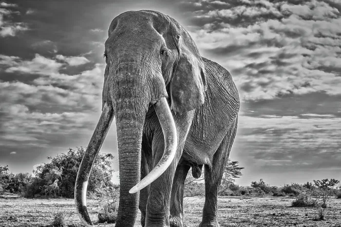 Framed Print : Craig, largest Amboseli elephant, Amboseli National Park Framed Print : Craig, largest Amboseli elephant, Amboseli National Park