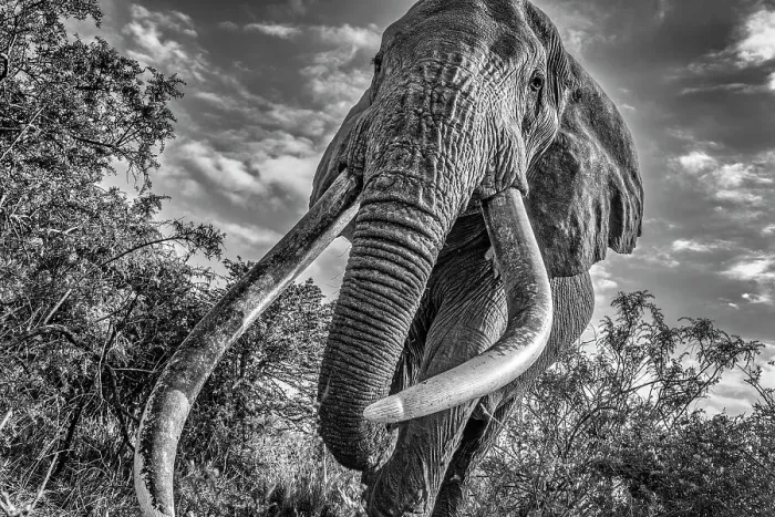 Framed Print : Craig, largest Amboseli elephant, Amboseli National Park Framed Print : Craig, largest Amboseli elephant, Amboseli National Park