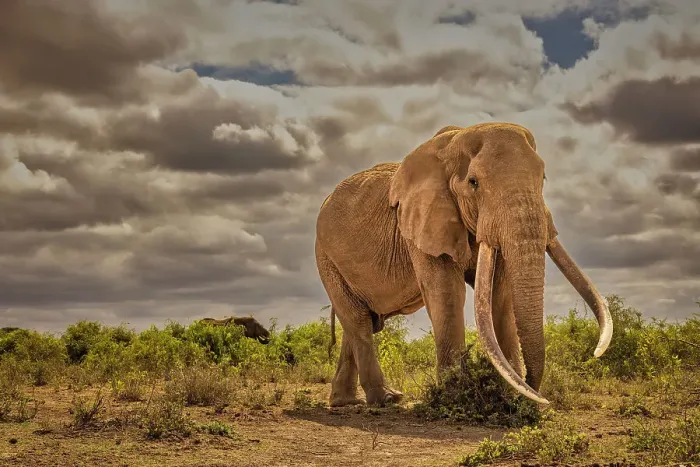 Framed Print : Craig, largest Amboseli elephant, Amboseli National Park Framed Print : Craig, largest Amboseli elephant, Amboseli National Park