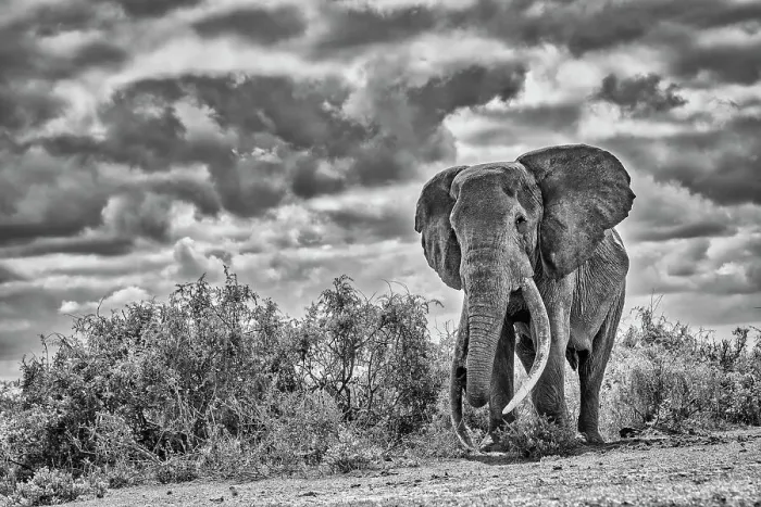 Framed Print : Craig, largest Amboseli elephant, Amboseli National Park Framed Print : Craig, largest Amboseli elephant, Amboseli National Park