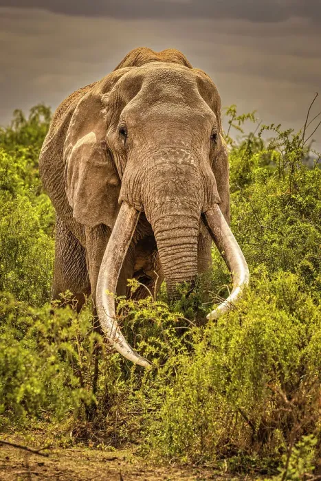 Framed Print : Craig, largest Amboseli elephant, Amboseli National Park