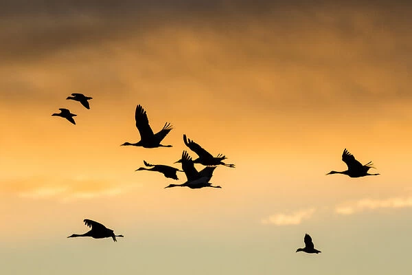 Cranes and geese in flight, Bosque del Apache NWR, NM