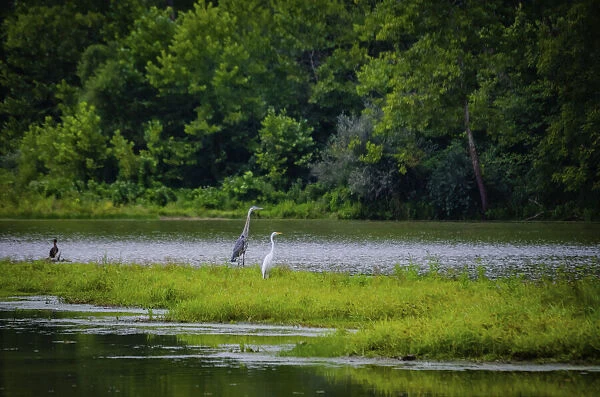 Cranes, Whitewater Memorial State Park, Indiana, USA
