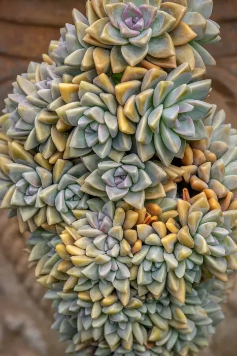 Framed Print : Crassulaceae, succulent Framed Print : Crassulaceae, succulent