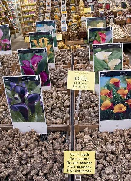 Crates of assorted Calla Lily bulbs at the Bloemenmarket