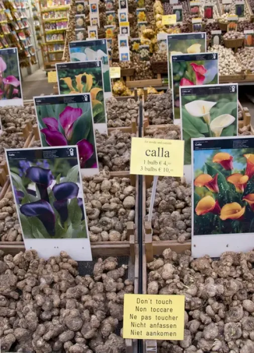 Framed Print : Crates of assorted Calla Lily bulbs at the Bloemenmarket Framed Print : Crates of assorted Calla Lily bulbs at the Bloemenmarket
