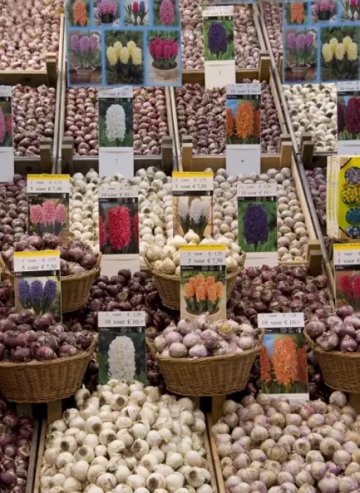 Framed Print : Crates of assorted hyacinth bulbs at the Bloemenmarket Framed Print : Crates of assorted hyacinth bulbs at the Bloemenmarket