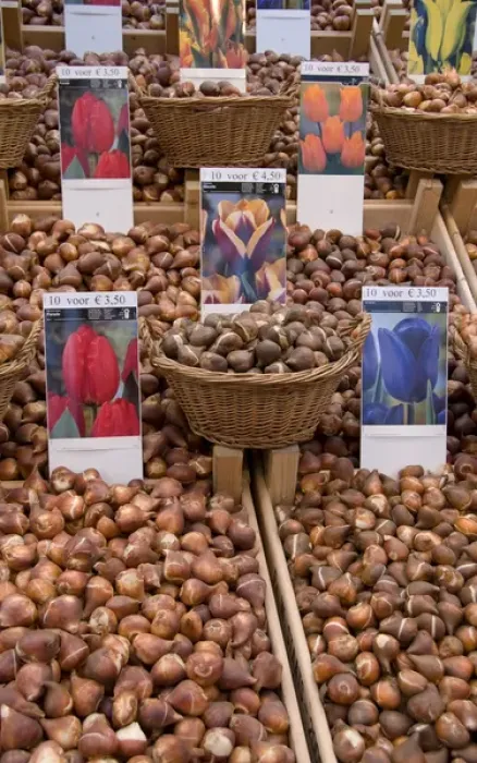 Framed Print : Crates of assorted tulip bulbs at the Bloemenmarket Framed Print : Crates of assorted tulip bulbs at the Bloemenmarket