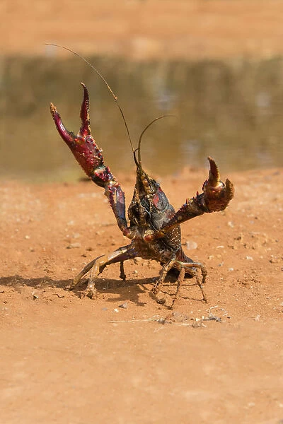 Crayfish in defensive posture