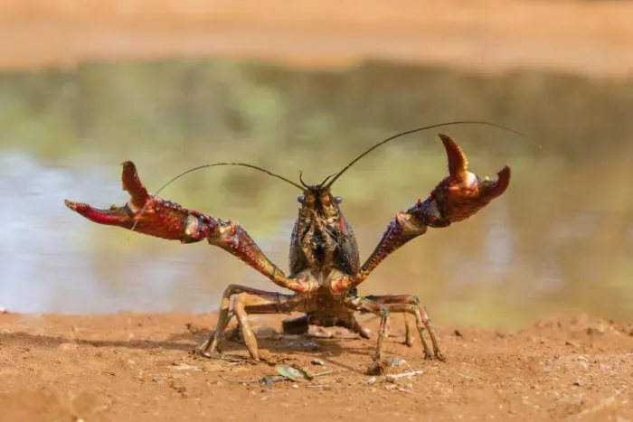 Framed Print : Crayfish in defensive posture Framed Print : Crayfish in defensive posture