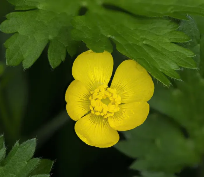 Framed Print : Creeping Buttercup