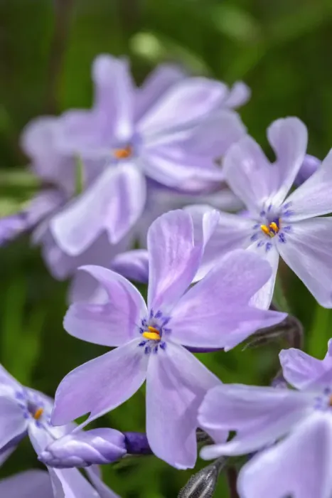 Framed Print : Creeping Phlox Framed Print : Creeping Phlox