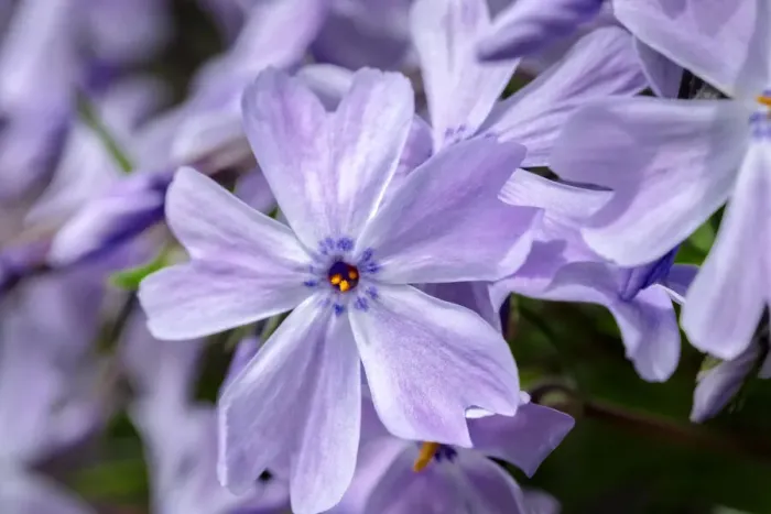 Framed Print : Creeping Phlox