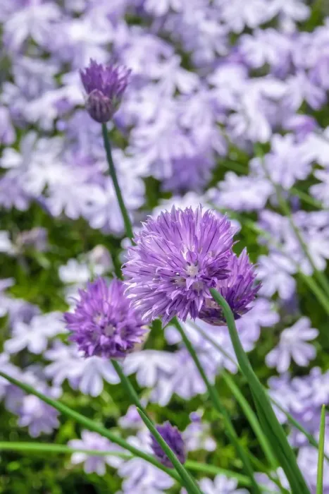 Framed Print : Creeping Phlox and chives